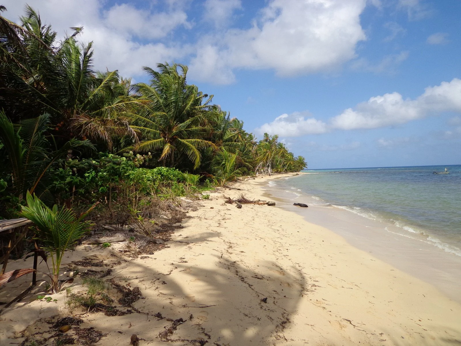tropical beach