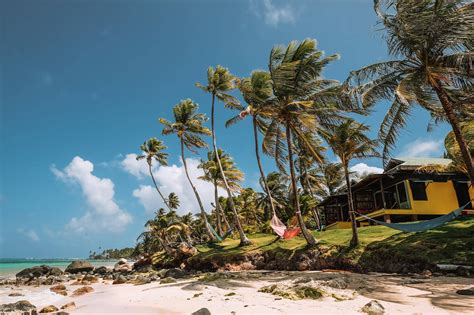 palm trees in the wind
